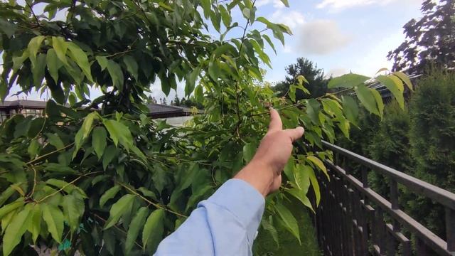 осмотр молодого сада до обрезки который уже режется 2 года смотреть онлайн