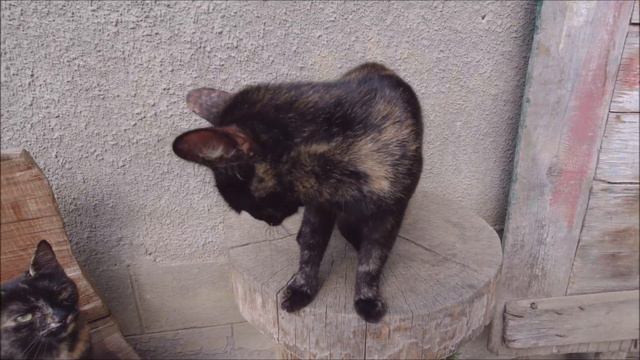 Голодні коти ділять між собою їжу. Реакція котів на їжу смотреть онлайн