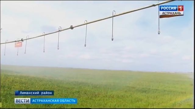 На прилавках российских магазинов появятся астраханские фисташки смотреть онлайн