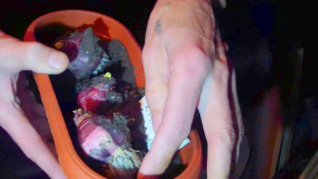 Выгонка ГИАЦИНТОВ к 8 марта. Спустя месяц в подвале. смотреть онлайн