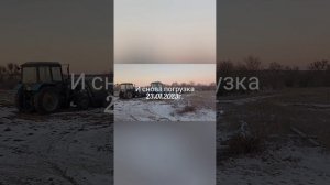 мтз 82.1 и турс 1500м погрузка подсолнечника.#мтз #фермер