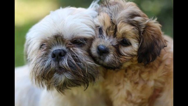 How Long do Shih Tzus live? | Shih-Tzu Lifespan | смотреть онлайн