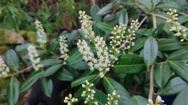 This is Cherry Laurel, not a Rhododendron. смотреть онлайн