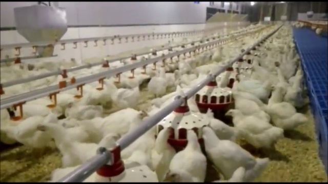 Автоматическая куры гнезда CAVENCO смотреть онлайн