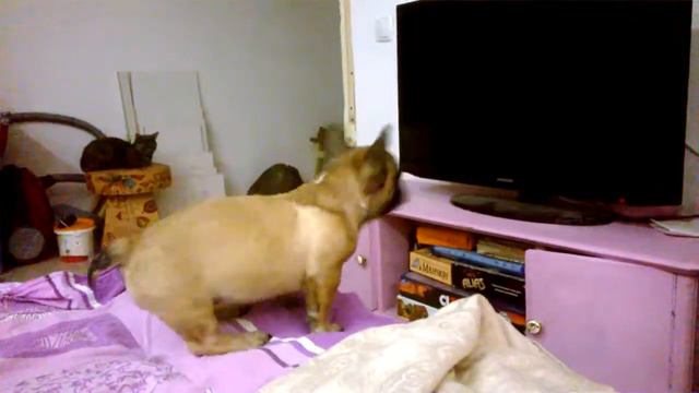 Бульдог лает на TV смотреть онлайн