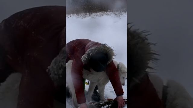 Щука размером с собаку. #shorts #pike #bigpike #bigfish #щука #огромнаящука #ural #большаящука смотреть онлайн