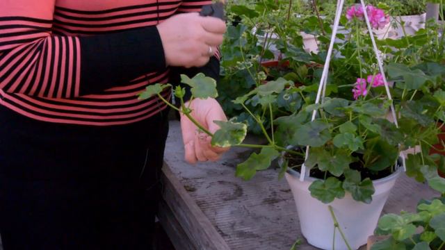 Салон красоты. Работа с пеларгонией. смотреть онлайн