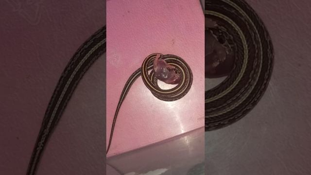 Кормление маисового полоза Катриеля. смотреть онлайн