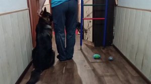 23. Домашние будни щенка немецкой овчарки..mp4