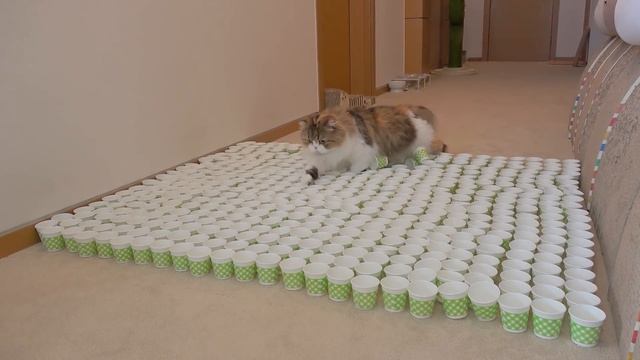 Extreme Cup Challenge! Can My Cats Cross The Course? | Kittisaurus