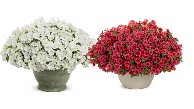 Supertunia Mini Vistas New for 2023 смотреть онлайн