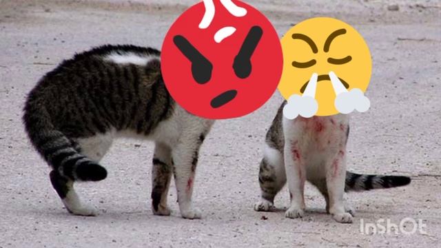 Звуки злющих котов/angry Cat Sounds/