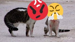 Звуки злющих котов/angry cat sounds/