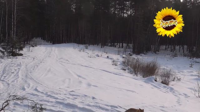 Лисичка и масло смотреть онлайн