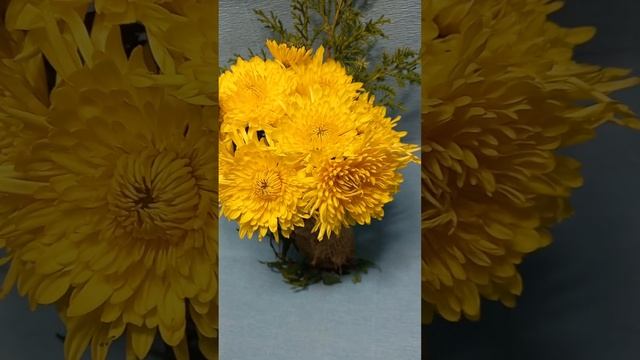 Корейская хризантема Сонечко смотреть онлайн