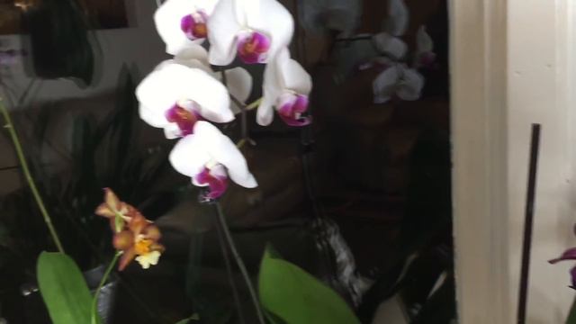 My orchid collection in 60 seconds -) смотреть онлайн