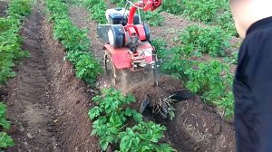 Окучивание картофеля. Мотоблок АГАТ