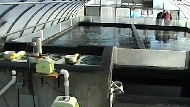 Visiting Quality Koi Farm смотреть онлайн