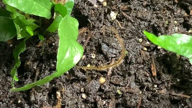 How to Propagate Java Fern Emersed!!! (The Easy Way) смотреть онлайн