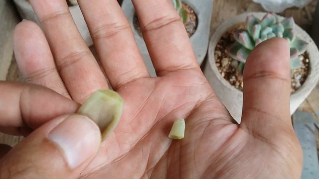 || SUCCULENT FAQ 2 || CAN I PROPAGATE A HALF BROKEN SUCCULENT LEAF ? || смотреть онлайн
