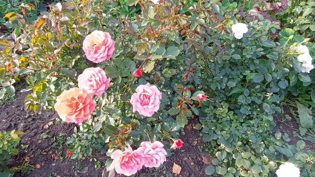 Клематисы. Княжик Блю Сюрпрайз. Супер Нова, Утопия,Пурпуреа Плена Элеганс. Сентябрь 2023.