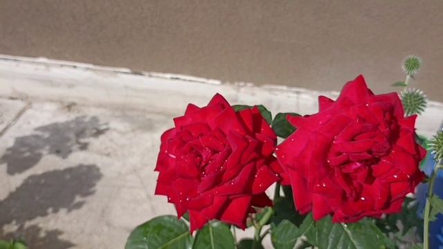 431.#17 июля ?Розы в каплях дождя ?Зацветают первогодки Коко локо?Мисти блю?Пульман Ориент экспресс смотреть онлайн