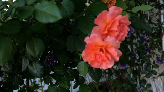 花开6月香满园（1）小玫瑰园又开始绽放 My Rose Collection in June 2020 смотреть онлайн