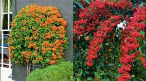 Декоративный вечнозеленый кустарник. Украсит сад даже зимой