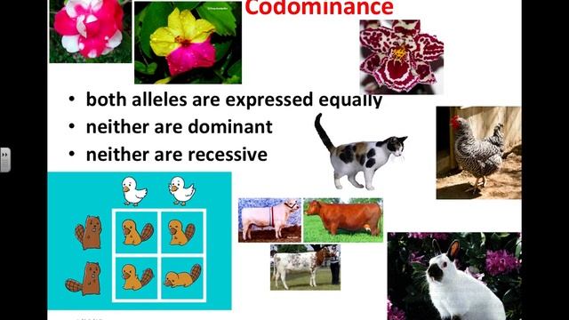 3 3 Patterns of Inheritance смотреть онлайн