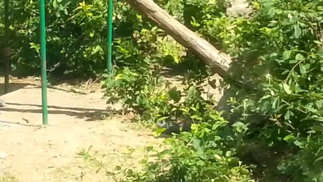 УНИКАЛЬНОЕ ВИДЕО ШИМПАНЗЕ ПЬЕТ ВОДУ!!!!!!!!!НИКОЛАЕВСКИЙ ЗООПАРК смотреть онлайн