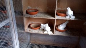 Как голуби сидят на яйцах... 05.04.2021