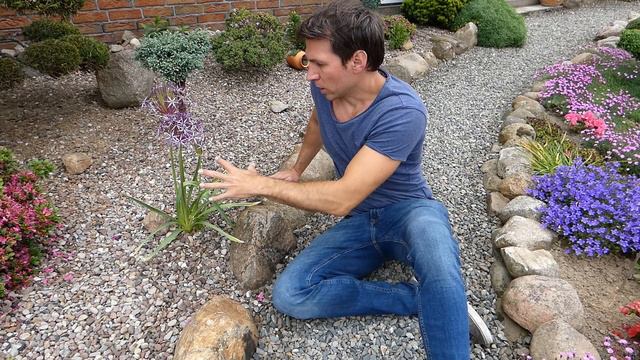 Sternkugellauch Allium Schubertii Pflanzen & Pflegen / Igelkolben Lauch Pflege / Standort, Gießen