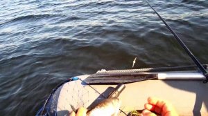 Рыбалка на Кольском Полуострове.  Ловля сига. Рыбалка на Имандре.