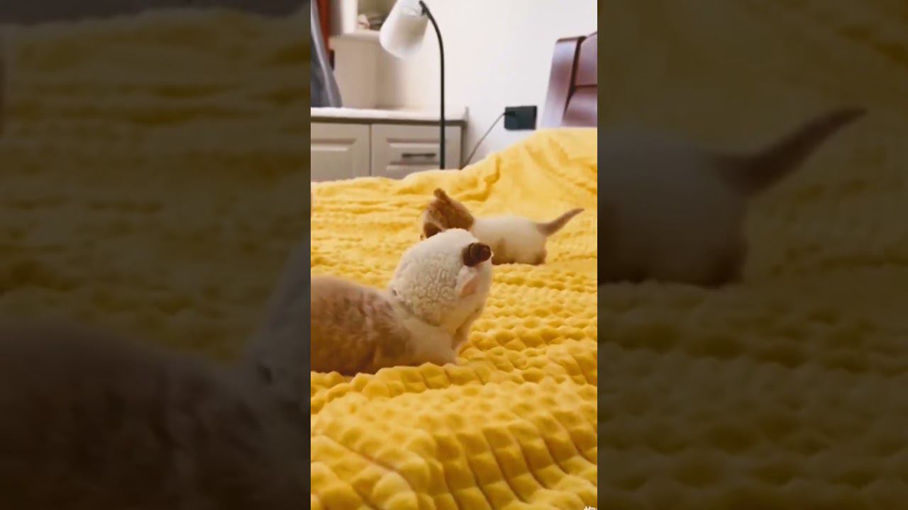 ▷Модный котенок◁ смотреть онлайн