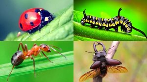 Изучаем насекомых и логику. Викторина со звуками для детей