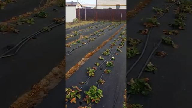 Последний обзор клубники (сан андреас , мурано ) смотреть онлайн