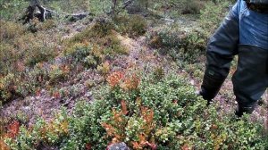 Сбор брусники грабилкой