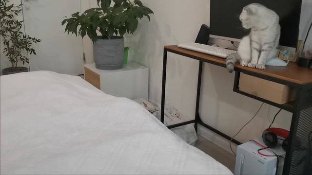 Рукодельный влог 6.02.23 / Новый наряд для кукол Паола Рейна смотреть онлайн