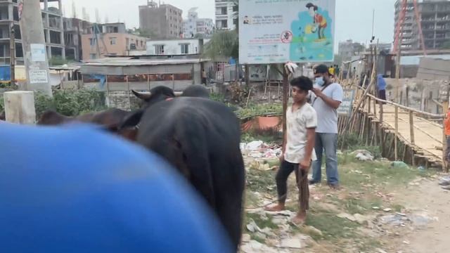 Cow Mating : An Unsuccessful Attempt | Exclusive Bulls Of Bangladesh смотреть онлайн