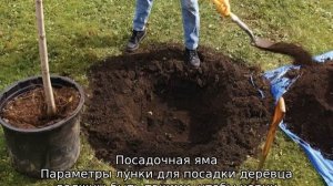 Яблоня Диалог (колоновидная)