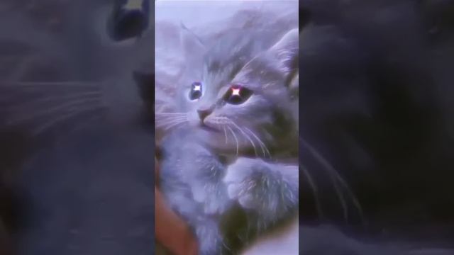 video_10@22-09-2020_20-44-30.mp4 смотреть онлайн