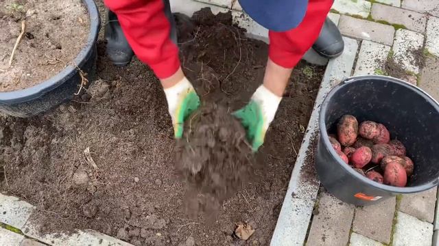 Картофель в ведрах, последние ведра урожая. смотреть онлайн