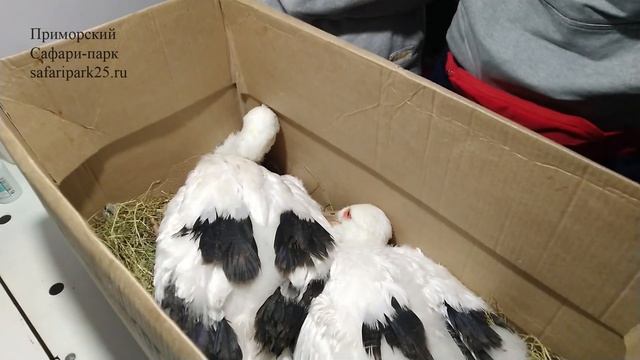 В ПРИМОРСКИЙ САФАРИ ПАРК ПОСТУПИЛИ ПТЕНЦЫ ДАЛЬНЕВОСТОЧНОГО АИСТА смотреть онлайн