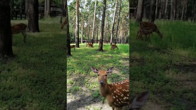 Зоопарк в городе Новосибирск!!!! смотреть онлайн