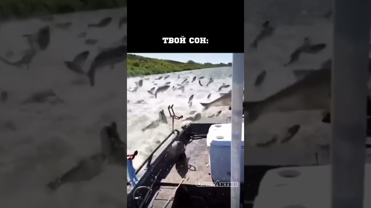 КОГДА ДОЛГО ДУМАЕШЬ О РЫБАЛКЕ смотреть онлайн