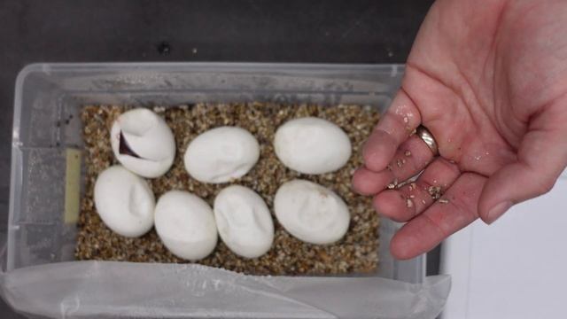 29 Eggs To Hit The BEST TRIPLE RECESSIVE... AGAIN! | Hetflix #201 смотреть онлайн