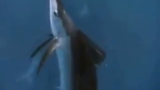 Летучие Рыбы смотреть онлайн