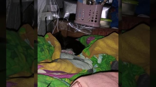 Котенок ATARI смотреть онлайн