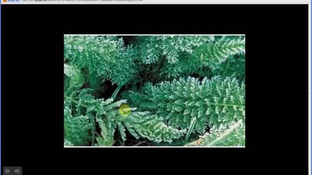 Achillea millefolium | Common Yarrow (Part 1 of 2) смотреть онлайн