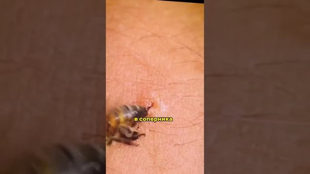 Почему пчела умирает? ? смотреть онлайн